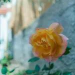 Old Town Wooden-garden House Apartment *