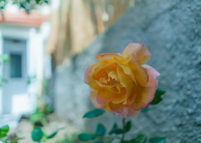 Old Town Wooden-garden House Apartamento *